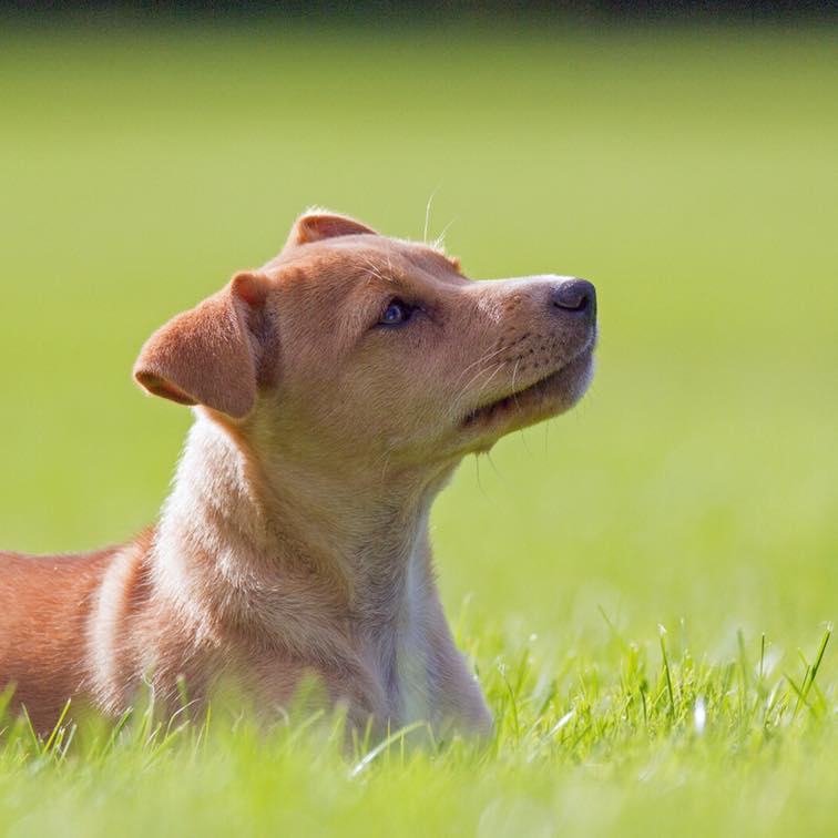 Puppy